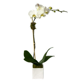 Serenity Orchid Plant