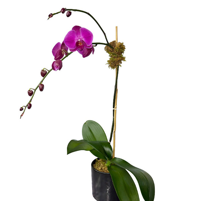 Tropics Orchid Plant