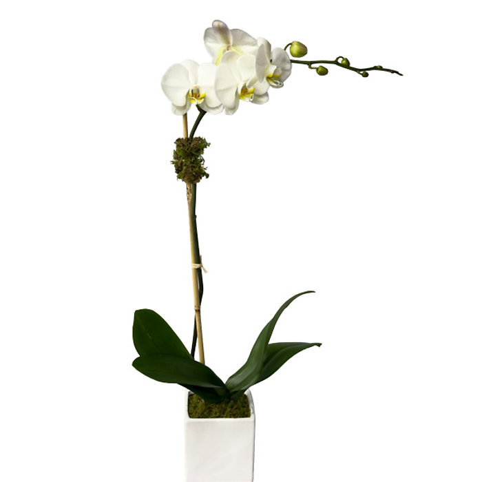 Serenity Orchid Plant