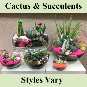 Cactus And Succulents